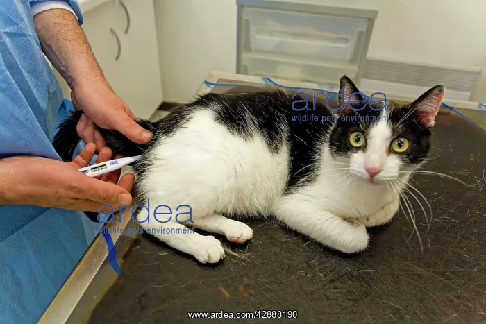 : Cat - being examined by vet : Cat - being examined by vet