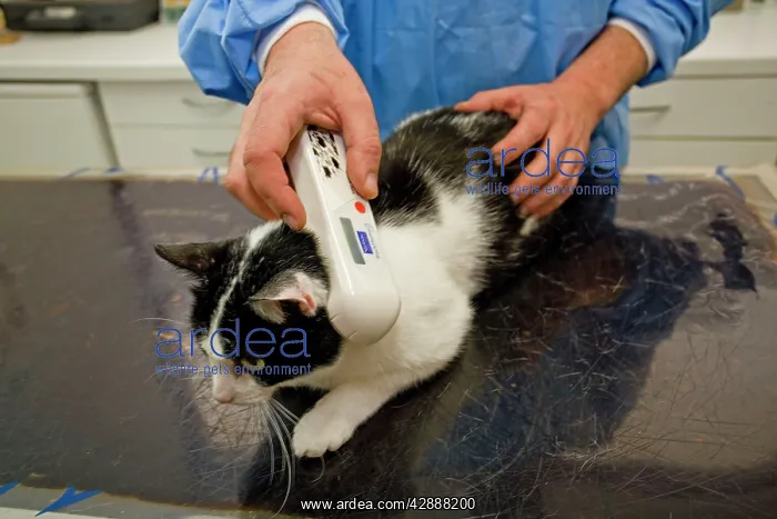 : Cat - being examined by vet : Cat - being examined by vet