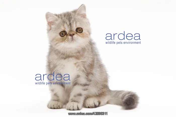 : Cat - Exotic Black Tortie Silver Tabby - 2 month : Cat - Exotic Black Tortie Silver Tabby - 2 month