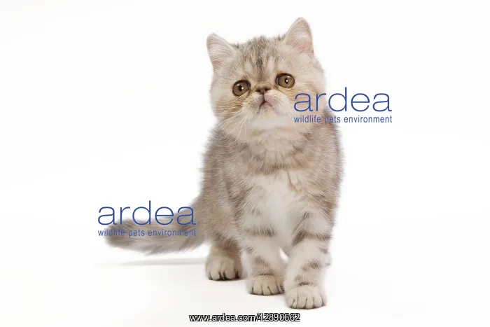 : Cat - Exotic Black Tortie Silver Tabby - 3 month : Cat - Exotic Black Tortie Silver Tabby - 3 month