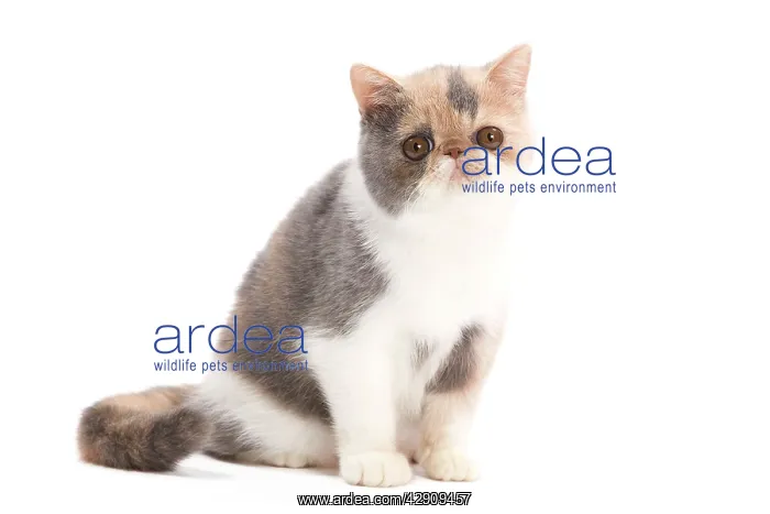 : Cat - Exotic blue cream & white : Cat - Exotic blue cream & white