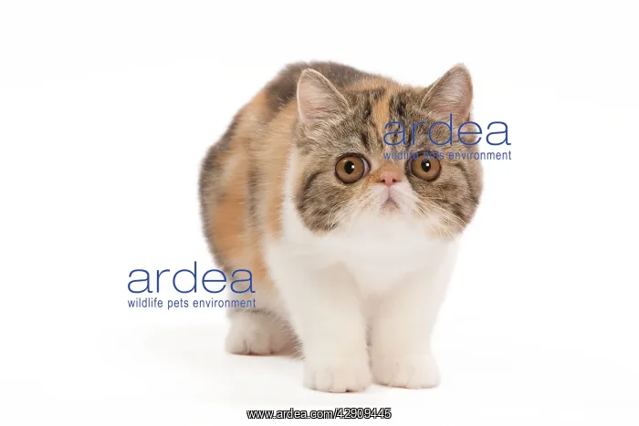  : Cat - Exotic brown blotched tortie tabby & white