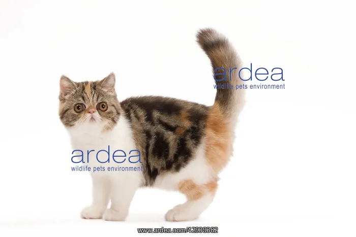 : Cat - Exotic brown blotched tortie tabby & white in studio : Cat - Exotic brown blotched tortie tabby & white in studio