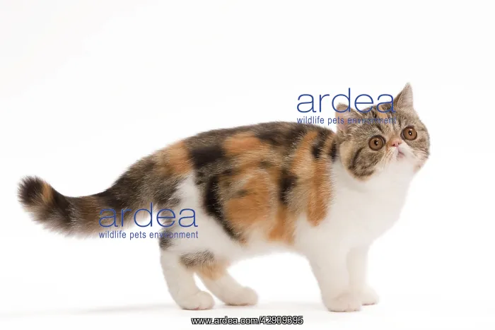 : Cat - Exotic brown blotched tortie tabby & white in studio : Cat - Exotic brown blotched tortie tabby & white in studio