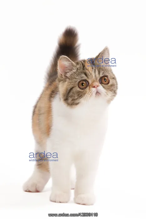 : Cat - Exotic brown blotched tortie tabby & white in studio : Cat - Exotic brown blotched tortie tabby & white in studio