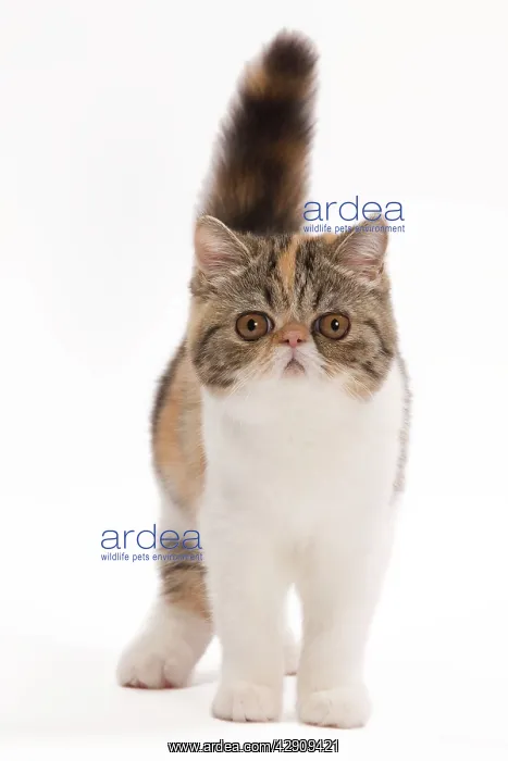 : Cat - Exotic brown blotched tortie tabby & white in studio : Cat - Exotic brown blotched tortie tabby & white in studio