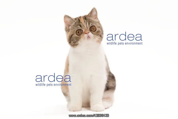 : Cat - Exotic brown blotched tortie tabby & white in studio : Cat - Exotic brown blotched tortie tabby & white in studio