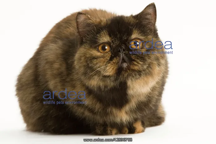 : Cat - Exotic Short hair Tortoiseshell : Cat - Exotic Short hair Tortoiseshell