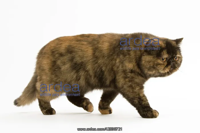 : Cat - Exotic Short hair Tortoiseshell : Cat - Exotic Short hair Tortoiseshell