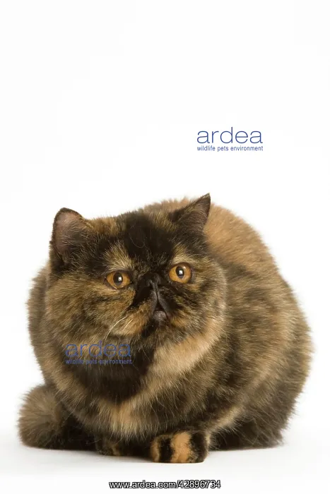  : Cat - Exotic Short hair Tortoiseshell