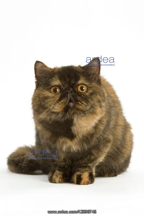 : Cat - Exotic Short hair Tortoiseshell : Cat - Exotic Short hair Tortoiseshell