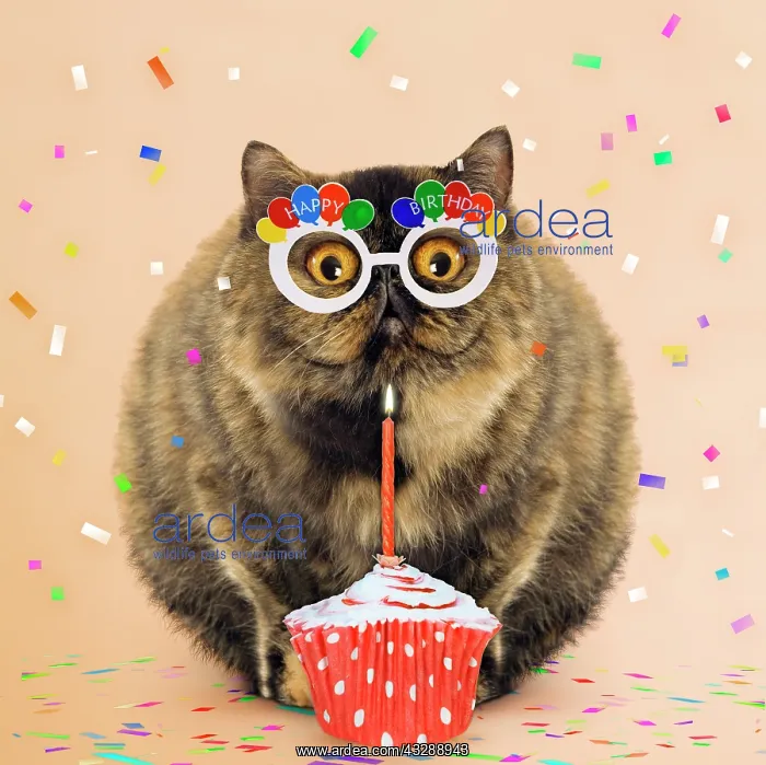 : Cat - Exotic Short hair Tortoiseshell with birthday cake : Cat - Exotic Short hair Tortoiseshell with birthday cake