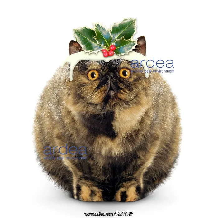 : Cat - Exotic Short hair Tortoiseshell - Christmas : Cat - Exotic Short hair Tortoiseshell - Christmas