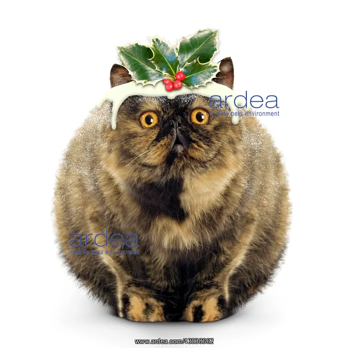 : Cat - Exotic Short hair Tortoiseshell - Christmas puddin : Cat - Exotic Short hair Tortoiseshell - Christmas puddin