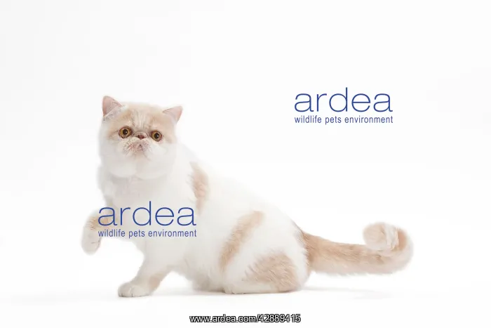  : Cat - Exotic shorthair