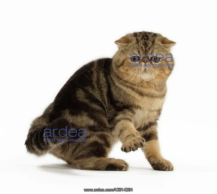 : Cat Exotic Shorthair : Cat Exotic Shorthair