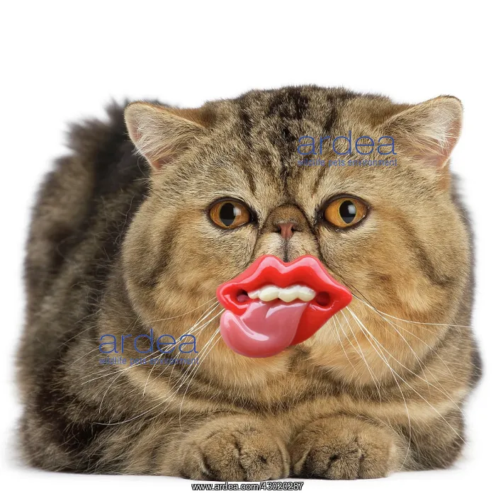 : Cat Exotic Shorthair : Cat Exotic Shorthair