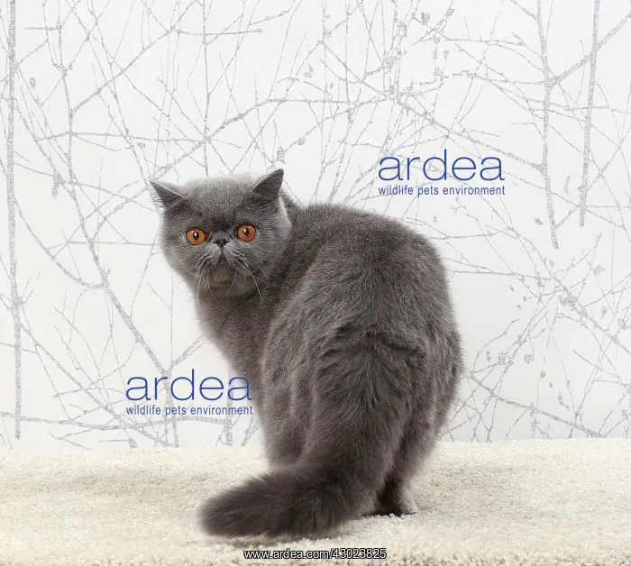  : Cat Exotic Shorthair