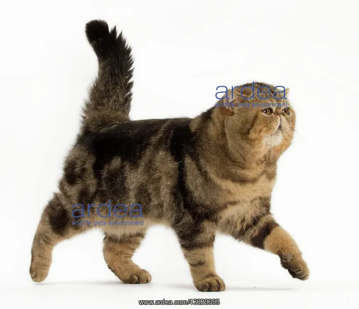  : Cat Exotic Shorthair