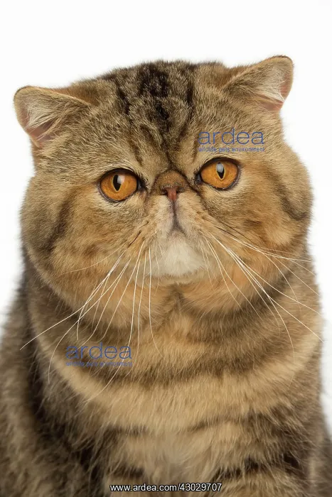  : Cat Exotic Shorthair