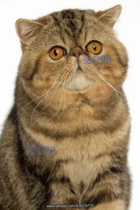  : Cat Exotic Shorthair