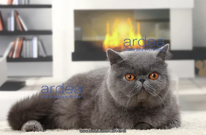  : Cat Exotic Shorthair