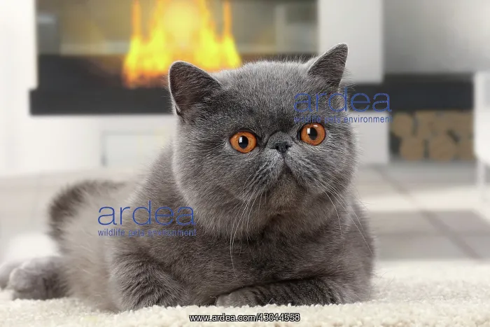  : Cat Exotic Shorthair