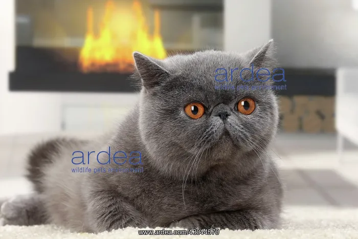  : Cat Exotic Shorthair