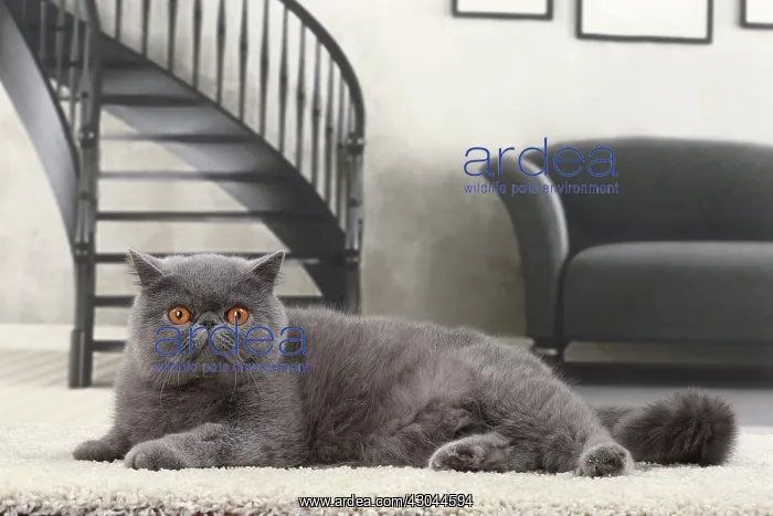  : Cat Exotic Shorthair