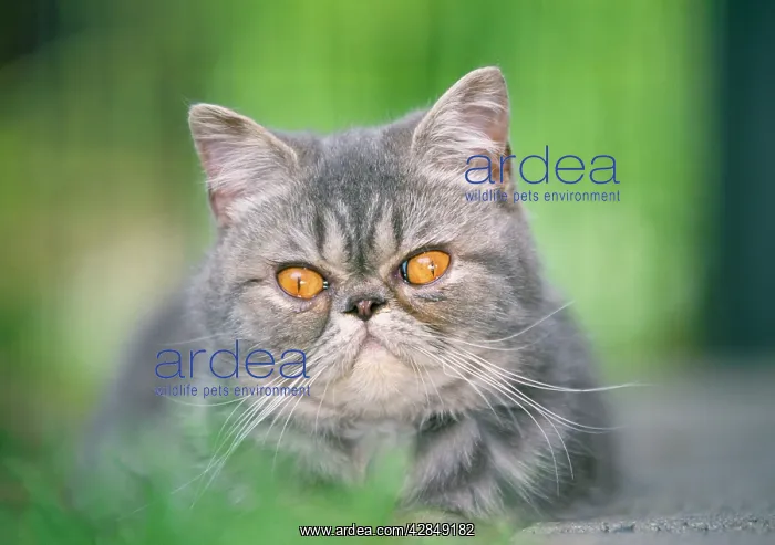  : Cat - Exotic Shorthair  /  Blue Tabby Cat