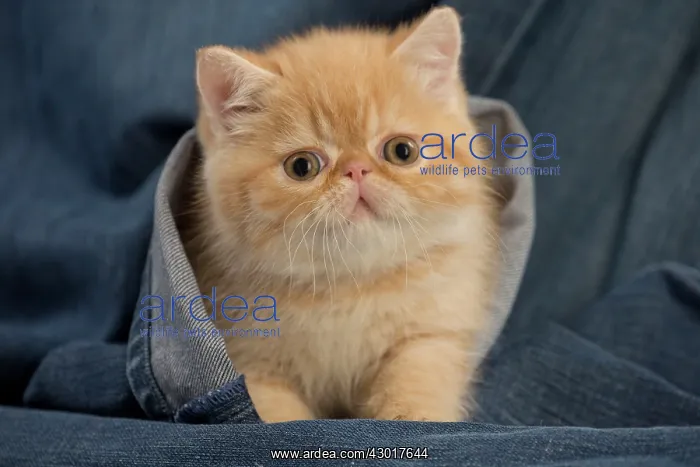  : Cat - Exotic Shorthair in denim