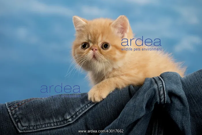  : Cat - Exotic Shorthair in denim