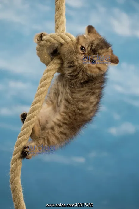 : Cat - Exotic Shorthair hanging on rope : Cat - Exotic Shorthair hanging on rope