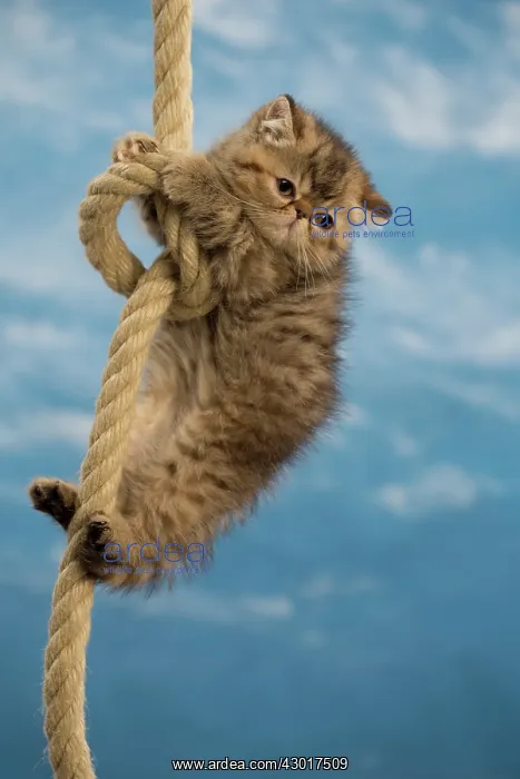 : Cat - Exotic Shorthair hanging on rope : Cat - Exotic Shorthair hanging on rope