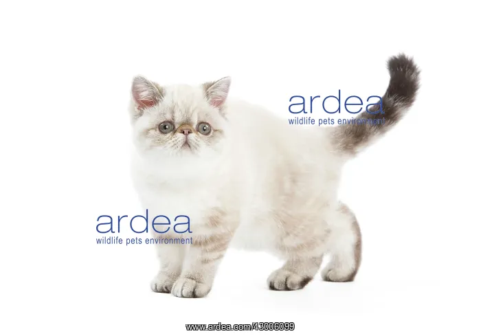  : Cat - Exotic Shorthair kitten