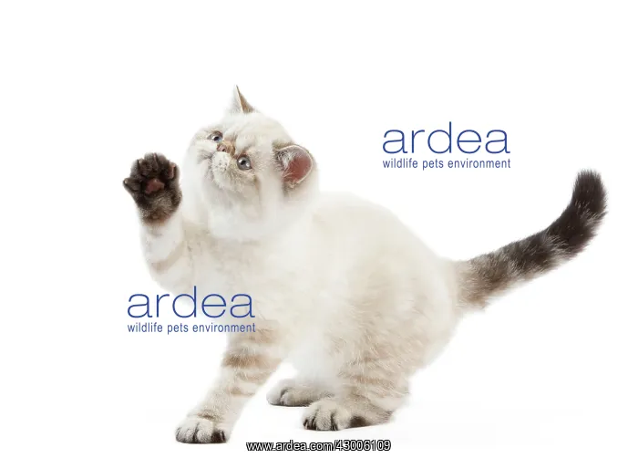  : Cat - Exotic Shorthair kitten