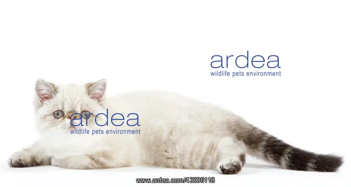  : Cat - Exotic Shorthair kitten