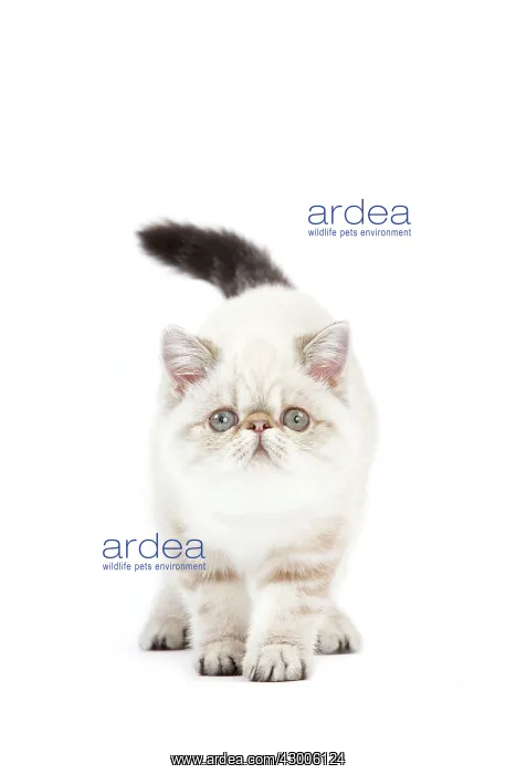  : Cat - Exotic Shorthair kitten