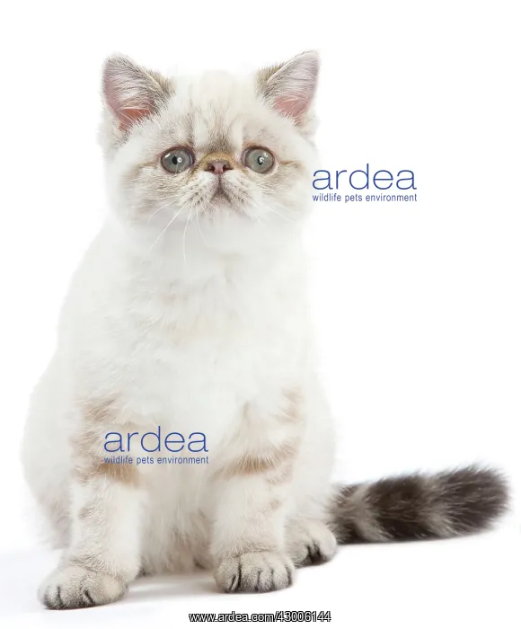  : Cat - Exotic Shorthair kitten