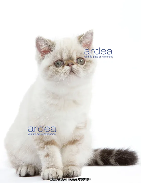  : Cat - Exotic Shorthair kitten