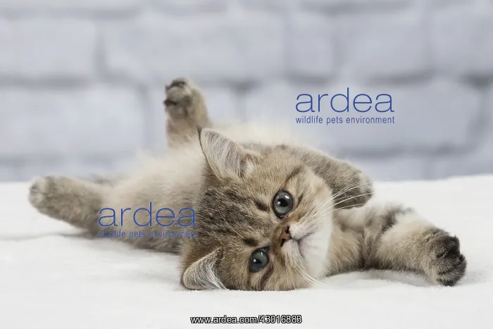 : Cat Exotic Shorthair kitten : Cat Exotic Shorthair kitten