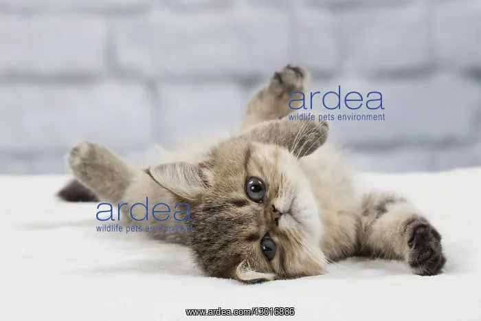 : Cat Exotic Shorthair kitten : Cat Exotic Shorthair kitten