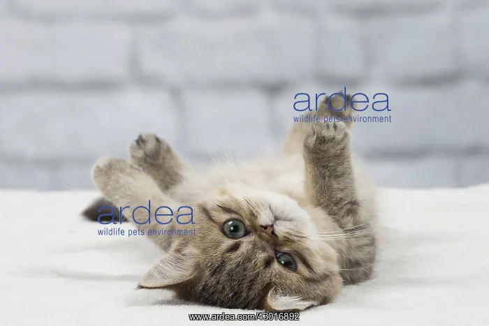  : Cat Exotic Shorthair kitten