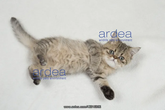 : Cat Exotic Shorthair kitten : Cat Exotic Shorthair kitten