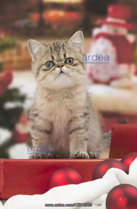 : Cat Exotic Shorthair kitten : Cat Exotic Shorthair kitten