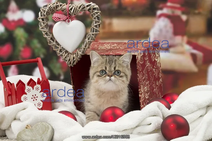 : Cat Exotic Shorthair kitten : Cat Exotic Shorthair kitten