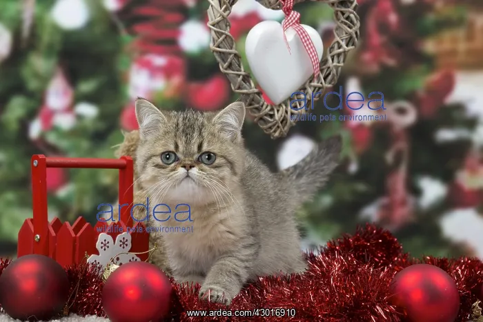 : Cat Exotic Shorthair kitten : Cat Exotic Shorthair kitten