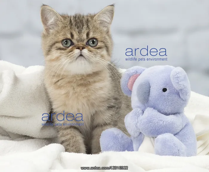 : Cat Exotic Shorthair kitten : Cat Exotic Shorthair kitten