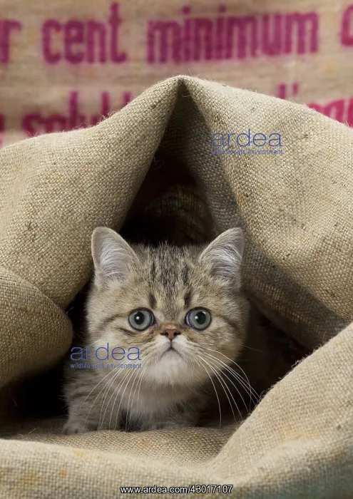 : Cat Exotic Shorthair kitten : Cat Exotic Shorthair kitten