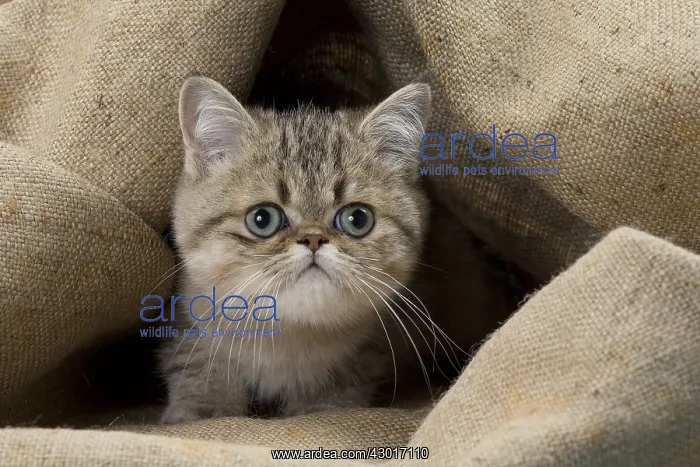  : Cat Exotic Shorthair kitten